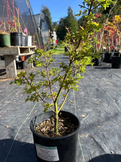 Coonara Pygmy Pre-bonsai #921
