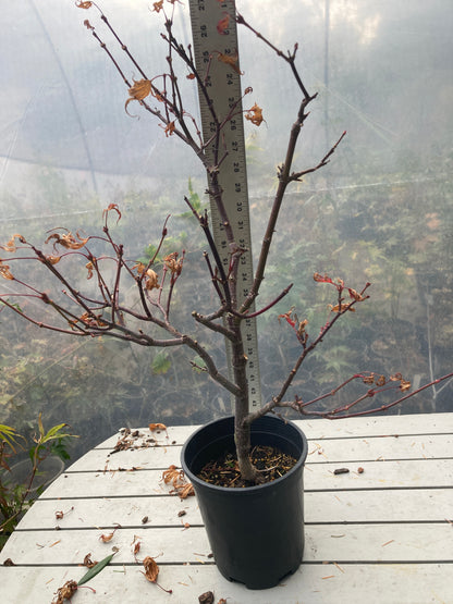 Shaina 1 gallon Pre Bonsai 3-4 yr plant (#185)