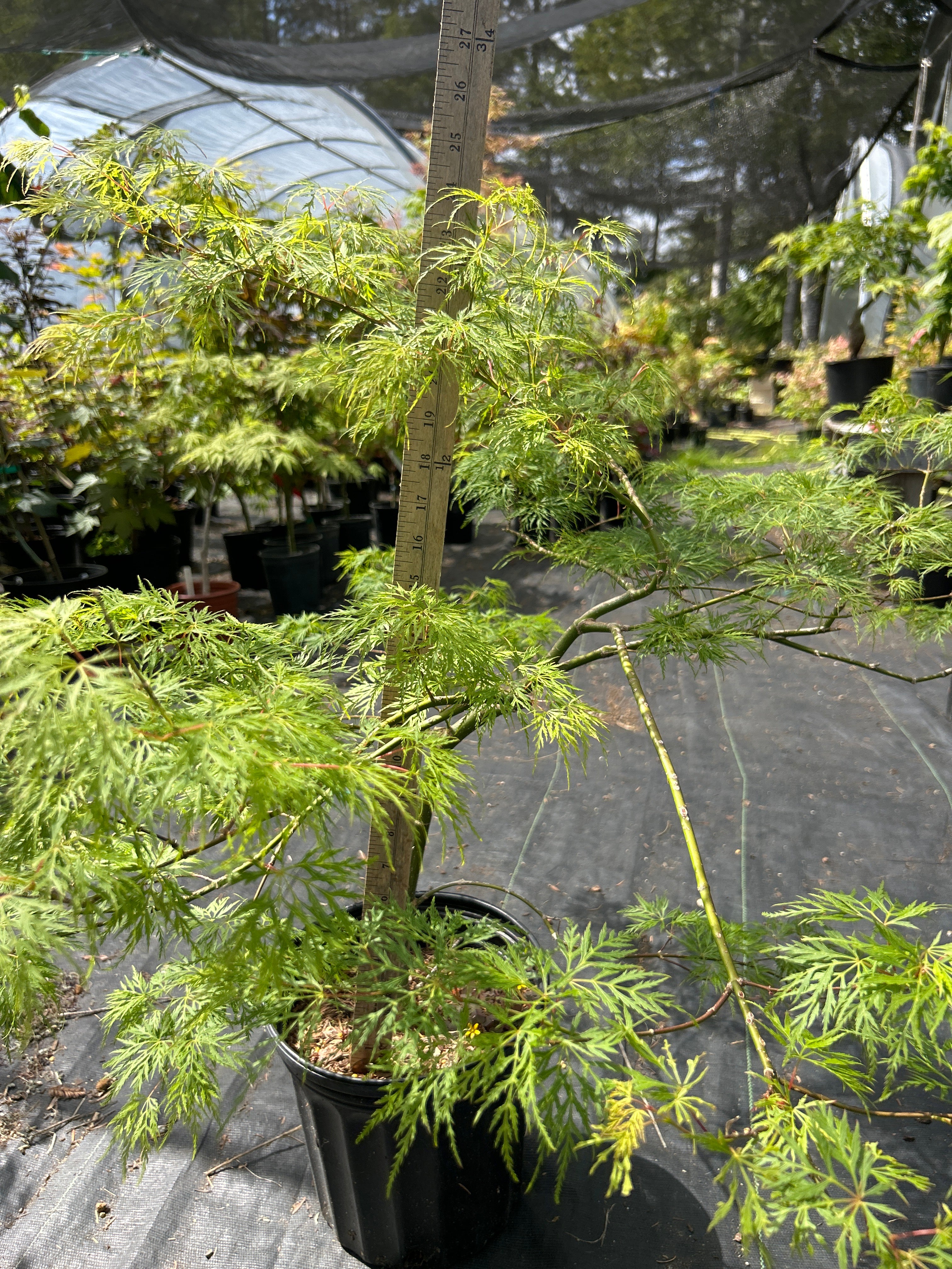Emerald Lace Pre-Bonsai 4 yr (#968)