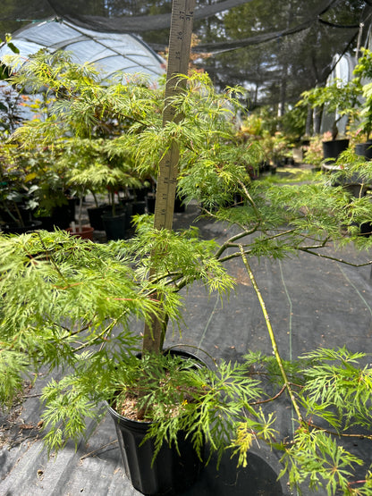 Emerald Lace Pre-Bonsai 4 yr (#968)