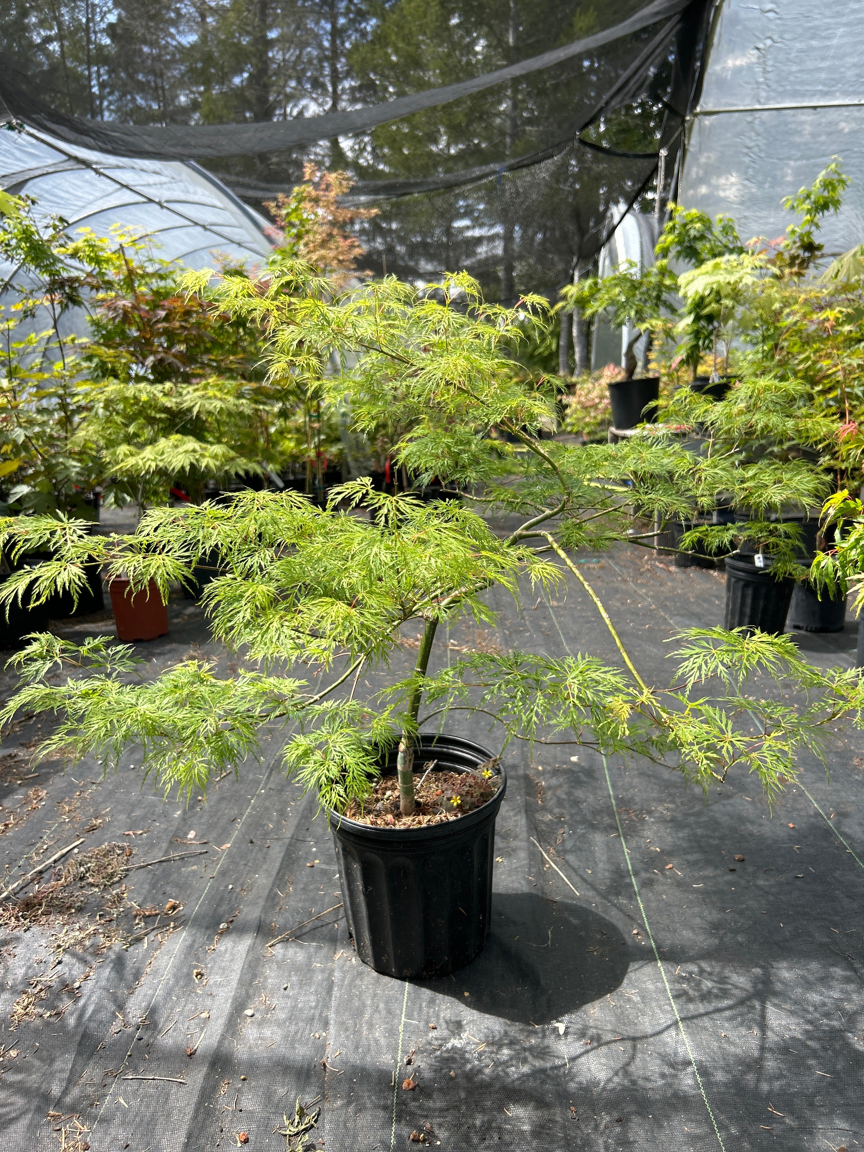 Emerald Lace Pre-Bonsai 4 yr (#968)