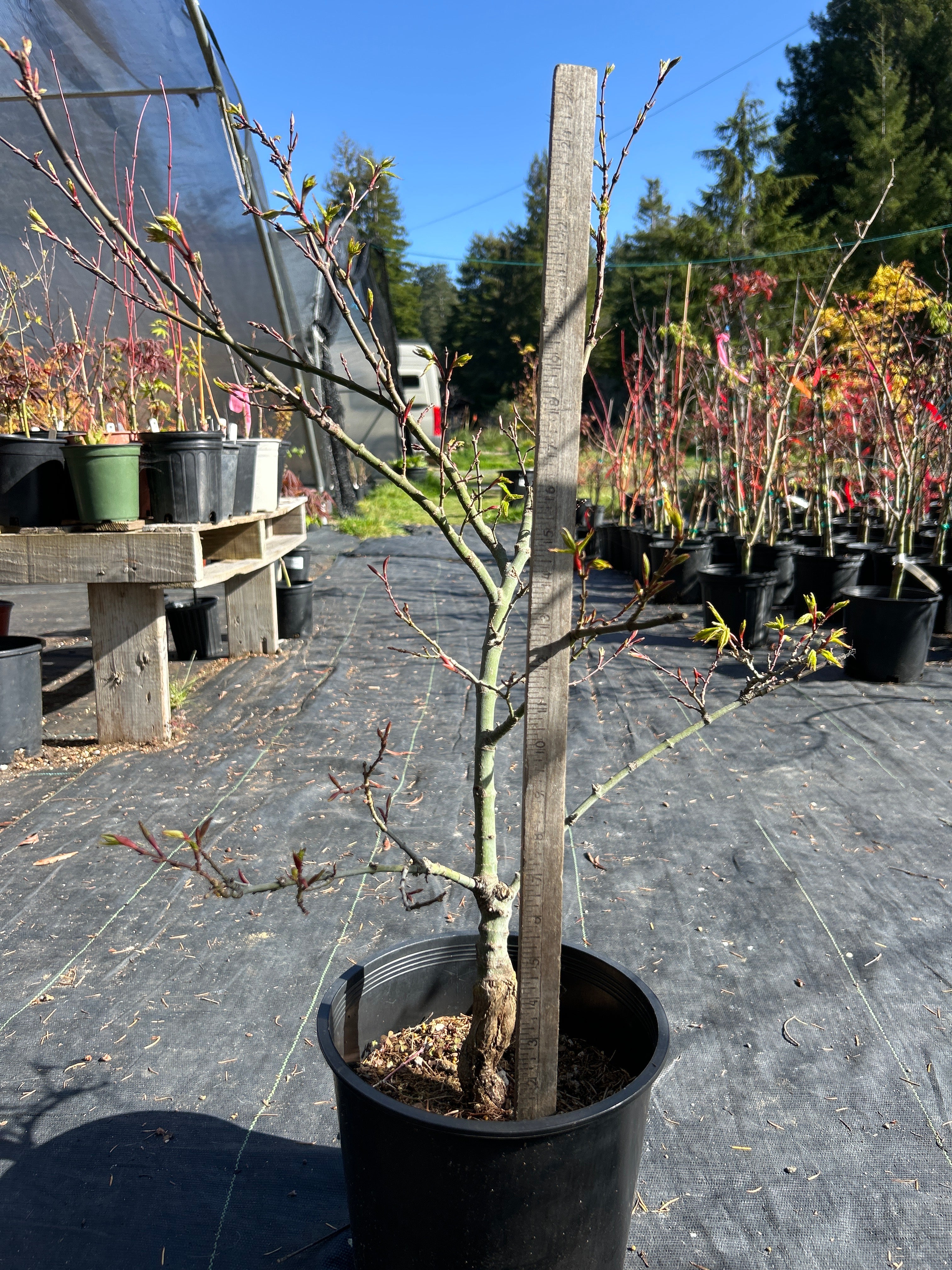 Seiun Kaku Pre-Bonsai 5-6 yr (#922)
