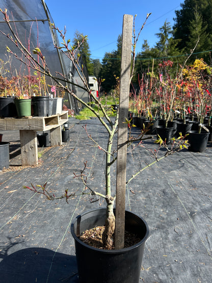 Seiun Kaku Pre-Bonsai 5-6 yr (#922)
