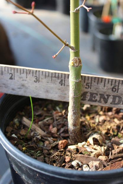 Katsura Hime 2 Yr. Pre Bonsai (#809)