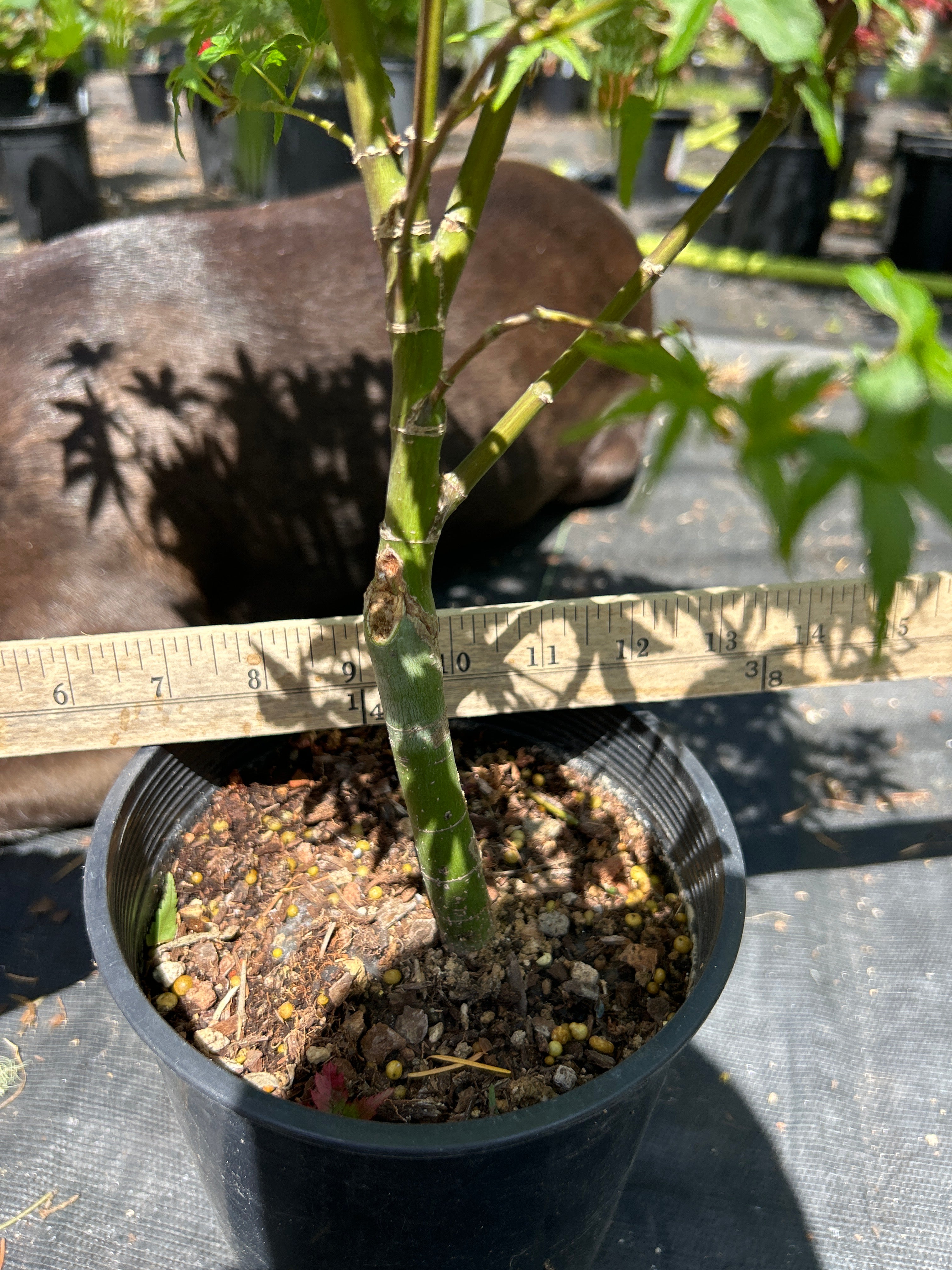 Lima Gold 3 yr Pre Bonsai (#56)