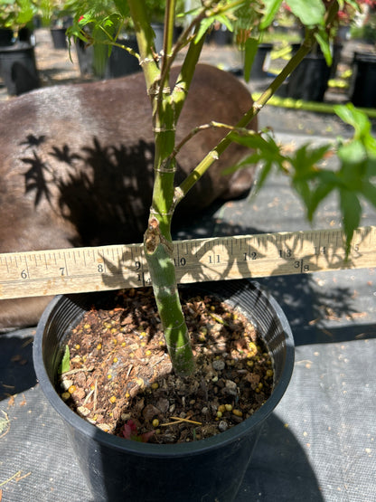 Lima Gold 3 yr Pre Bonsai (#56)