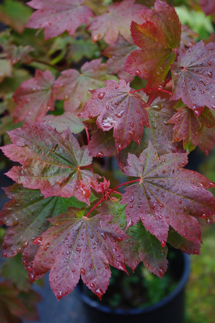 A. japonicum Aka Omote