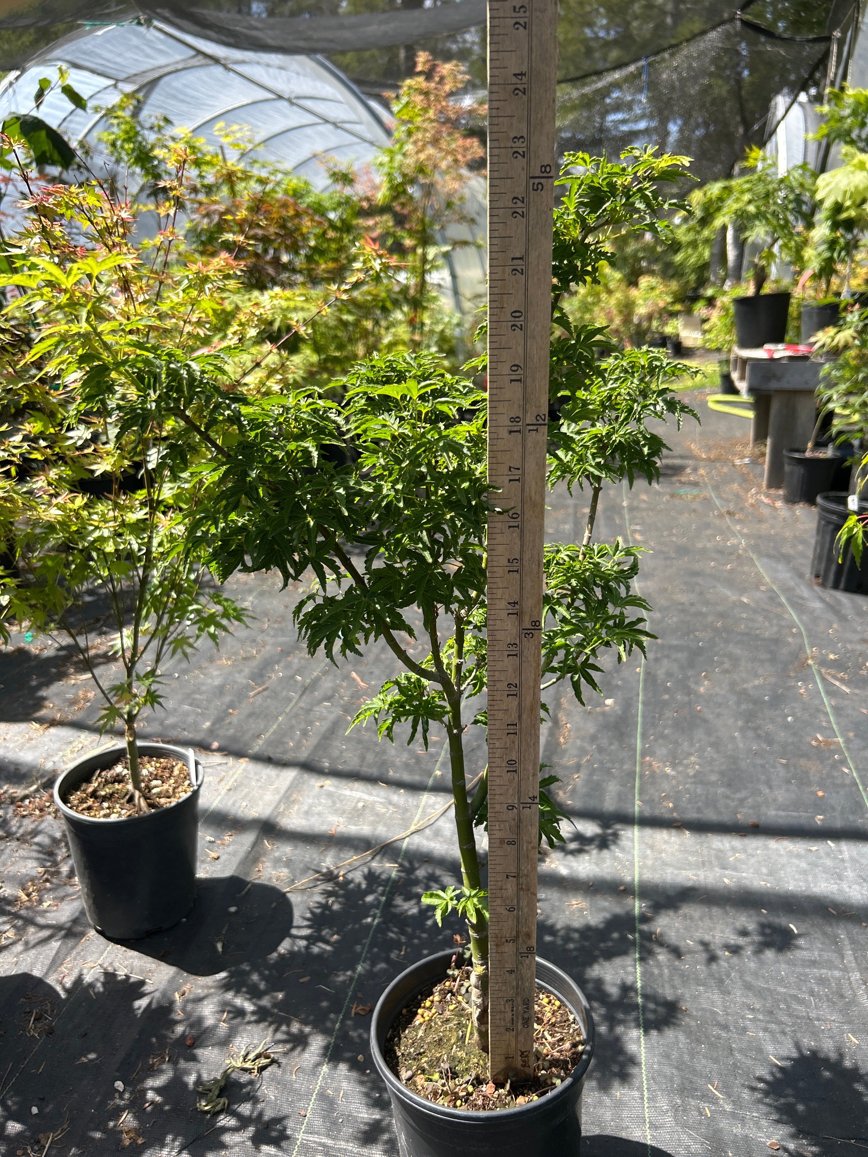Shishigashira 4 year Pre-Bonsai (#965)