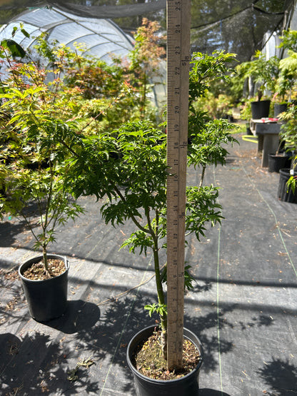 Shishigashira 4 year Pre-Bonsai (#965)