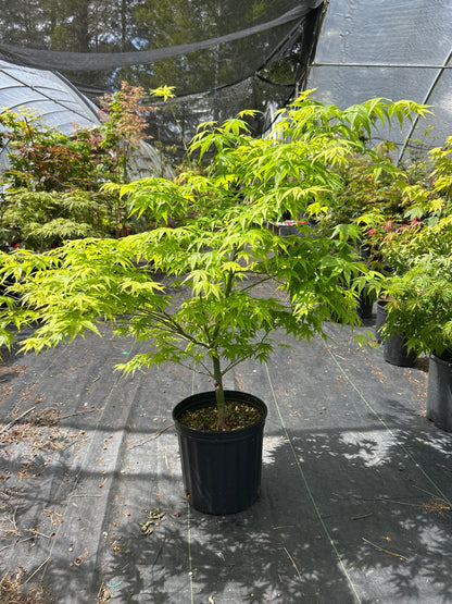 Shidava Gold 4-5 Year 2 gallon Pre Bonsai (#967)