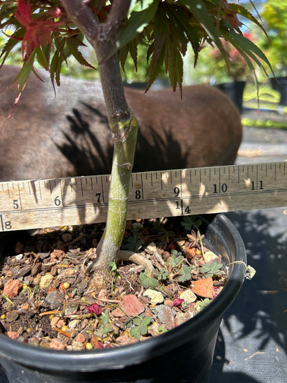 Fireball Pre Bonsai 2-3 Yr (#57)
