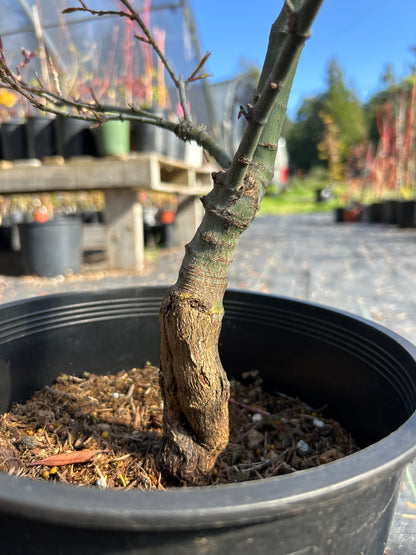 Seiun Kaku Pre-Bonsai 5-6 yr (#922)