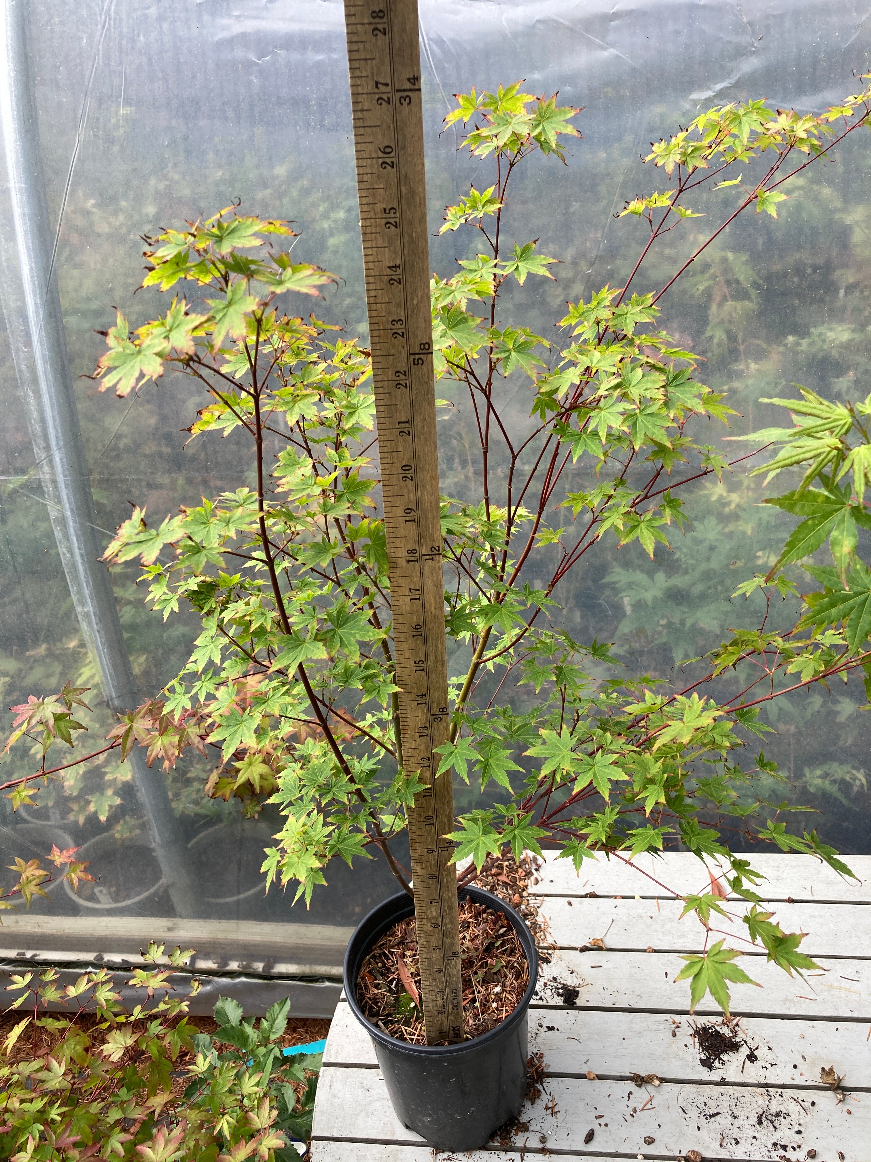 Tsukasa Silhouette 3 Year Pre-Bonsai (#781)