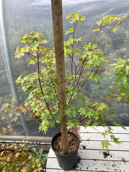 Tsukasa Silhouette 3 Year Pre-Bonsai (#781)