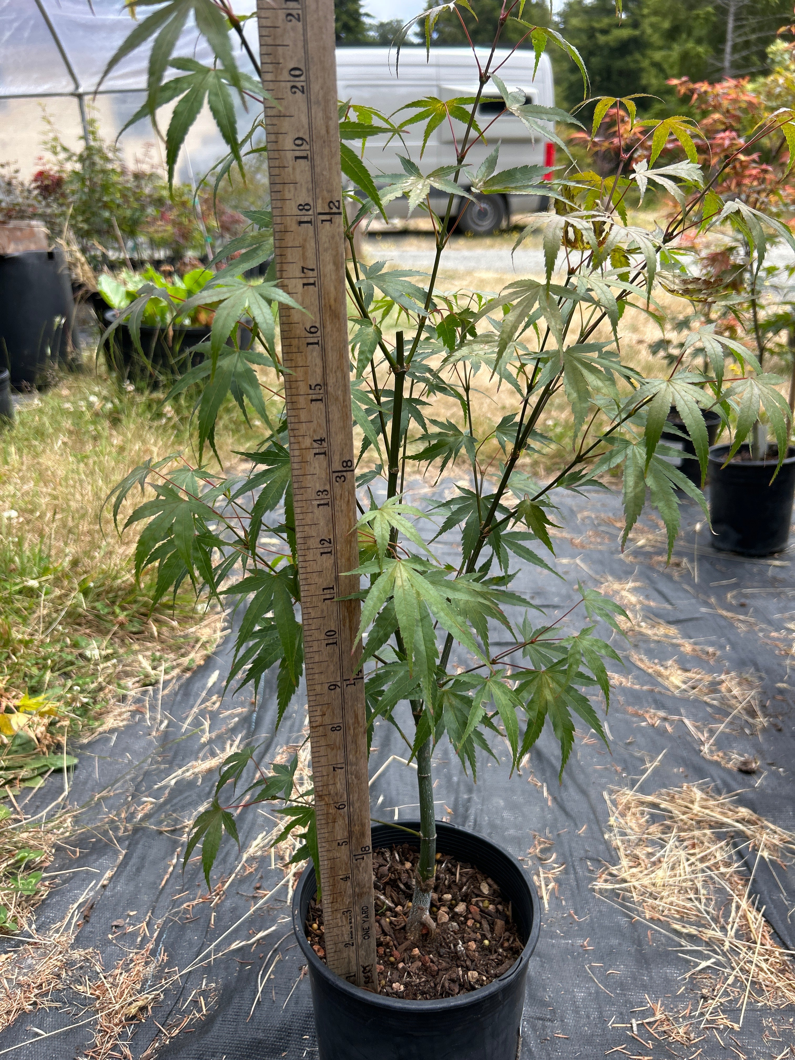 Pine Bark Nishiki Gawa (2 Yr) Pre Bonsai  (#79)