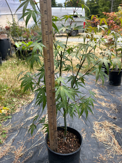 Pine Bark Nishiki Gawa (2 Yr) Pre Bonsai  (#79)