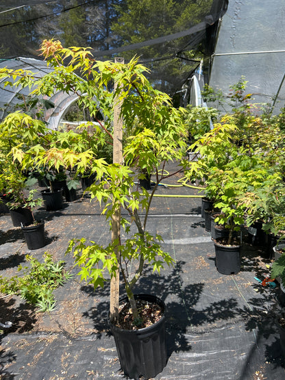 Sekka Yatsubusa 5 Yr Pre Bonsai (#65)