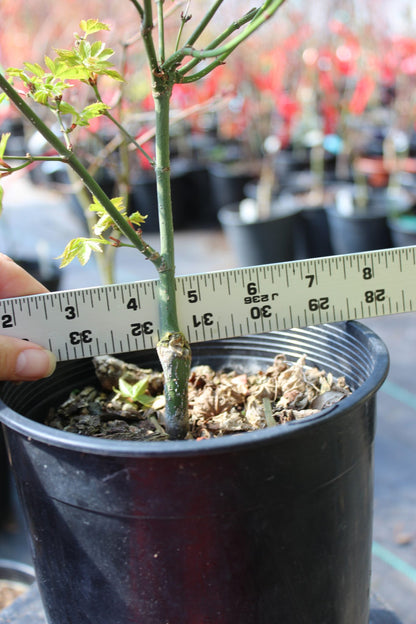 Aoba jo 2-3 Year Pre Bonsai (#815)