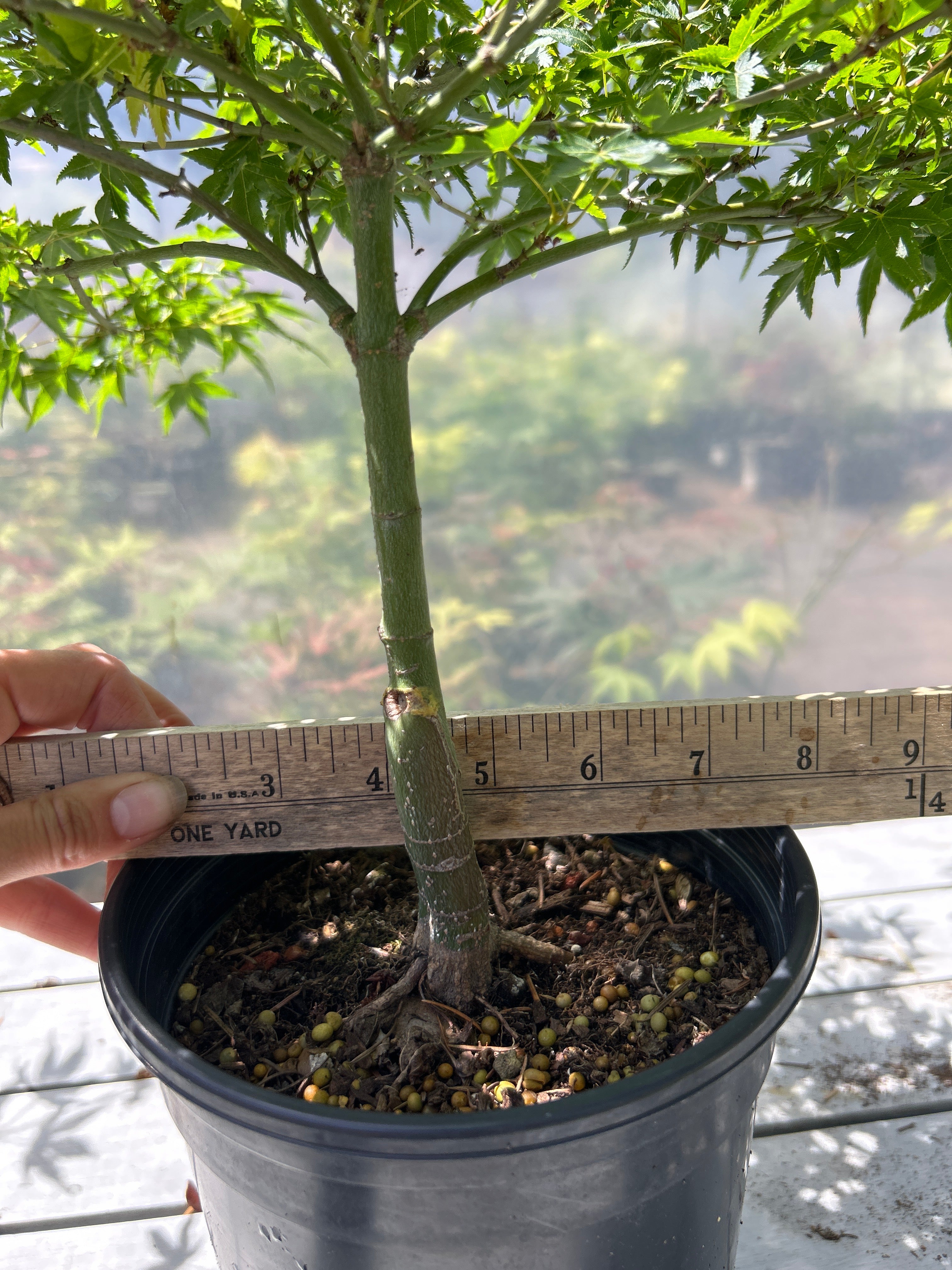 Murasaki Kiyohime 2-3 Year Pre Bonsai (#955)