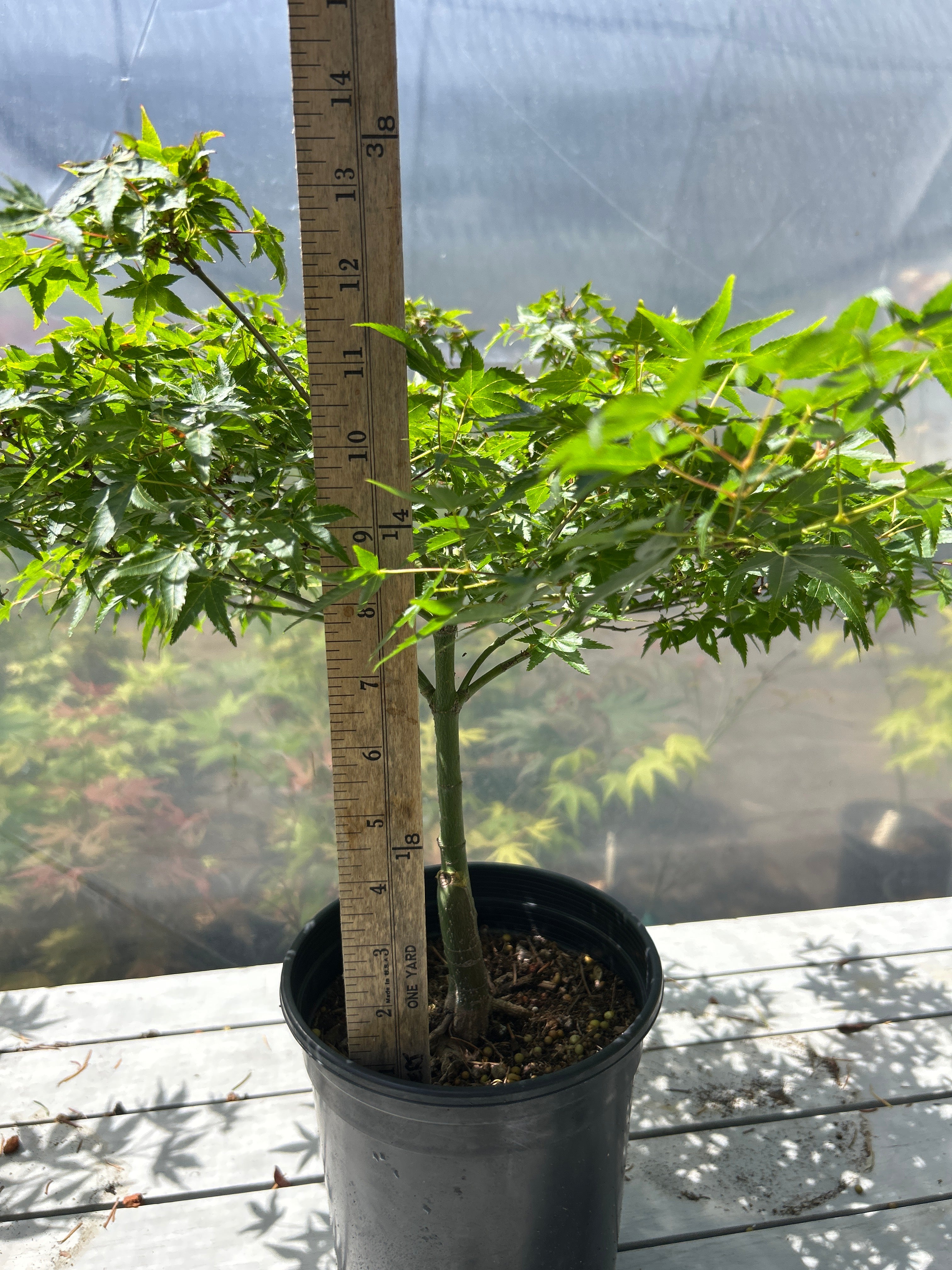 Murasaki Kiyohime 2-3 Year Pre Bonsai (#955)