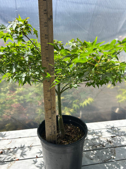 Murasaki Kiyohime 2-3 Year Pre Bonsai (#955)
