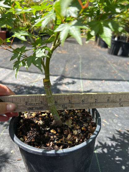 Caperci Dwarf Pre Bonsai  2 Yr. (#963)