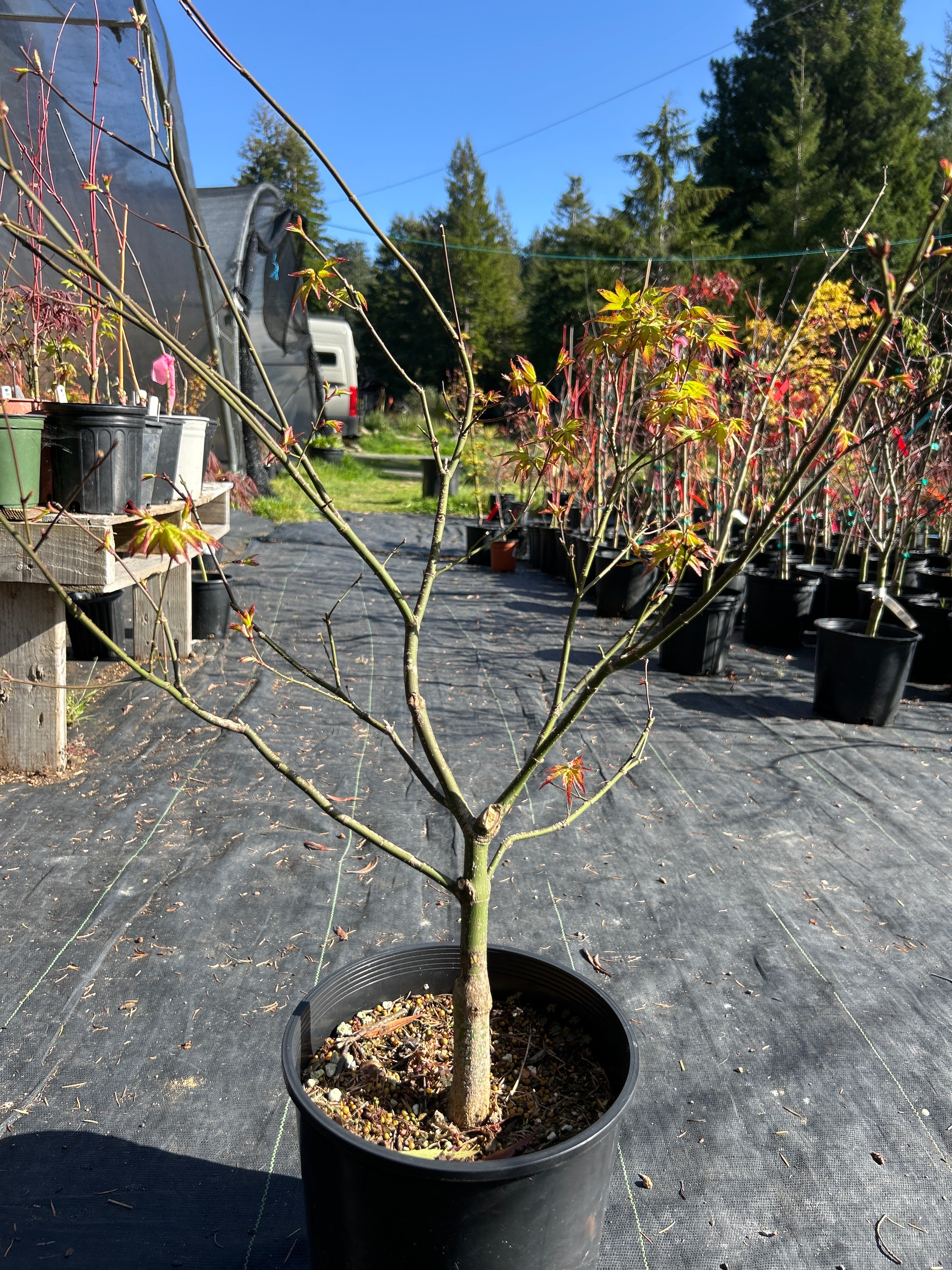 Murasaki Kiyhome Pre Bonsai 4-5 yr (#929)