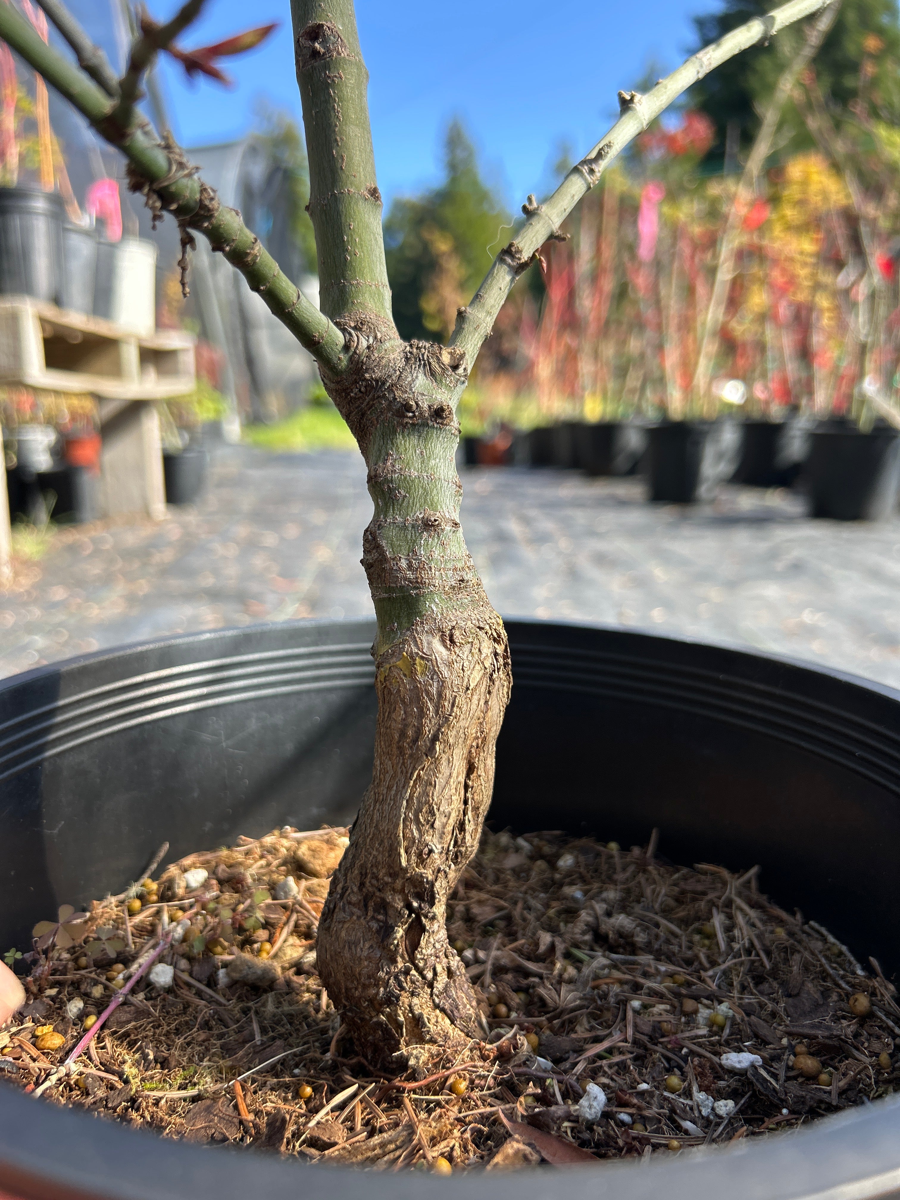 Seiun Kaku Pre-Bonsai 5-6 yr (#922)