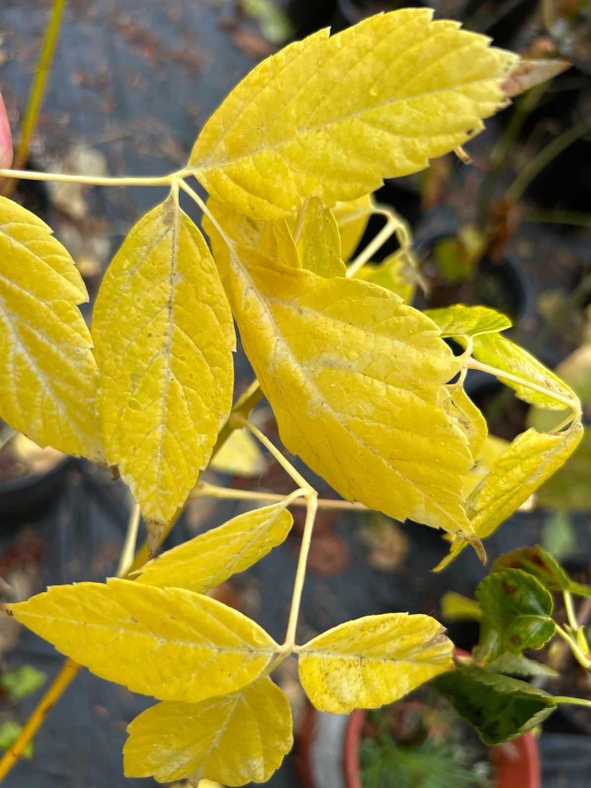 Acer negundo Winter Lightning