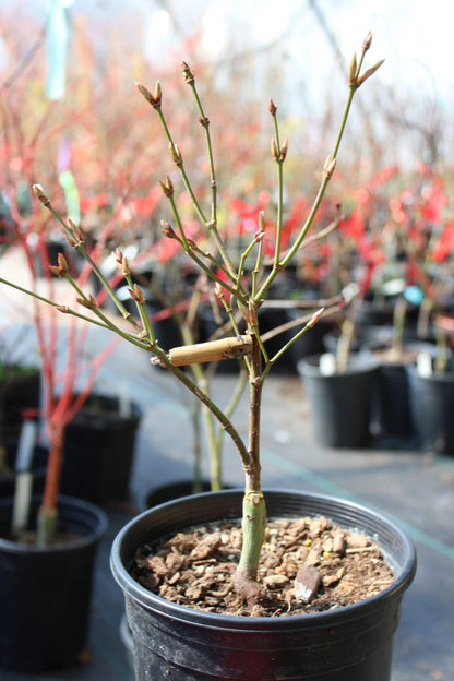 Autumn Moon 2 Yr Pre Bonsai (#814)