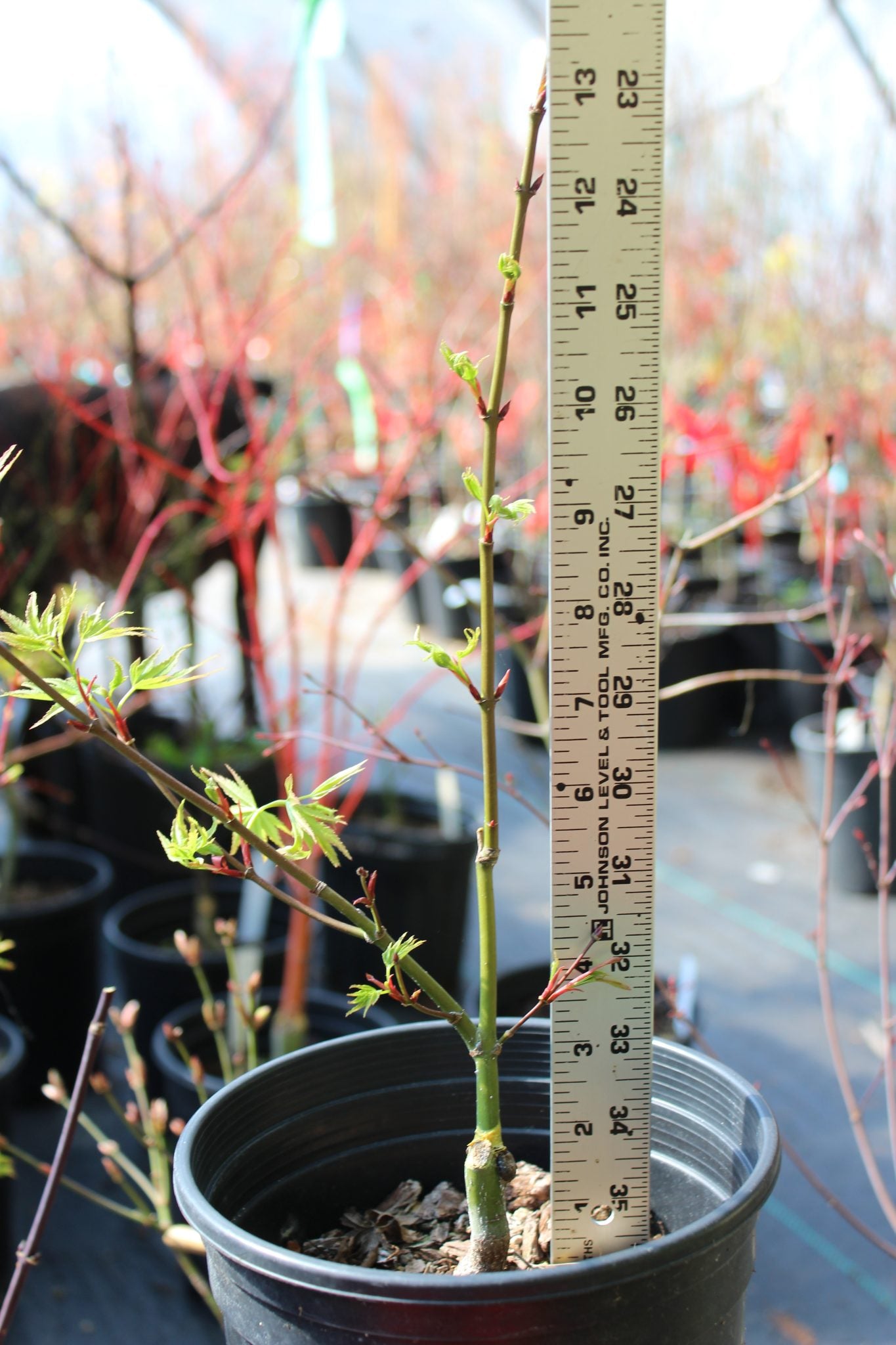 Pine Bark Nishiki Gawa (1-2 Yr) Pre Bonsai  (#817)