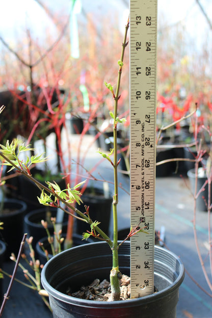 Pine Bark Nishiki Gawa (1-2 Yr) Pre Bonsai  (#817)