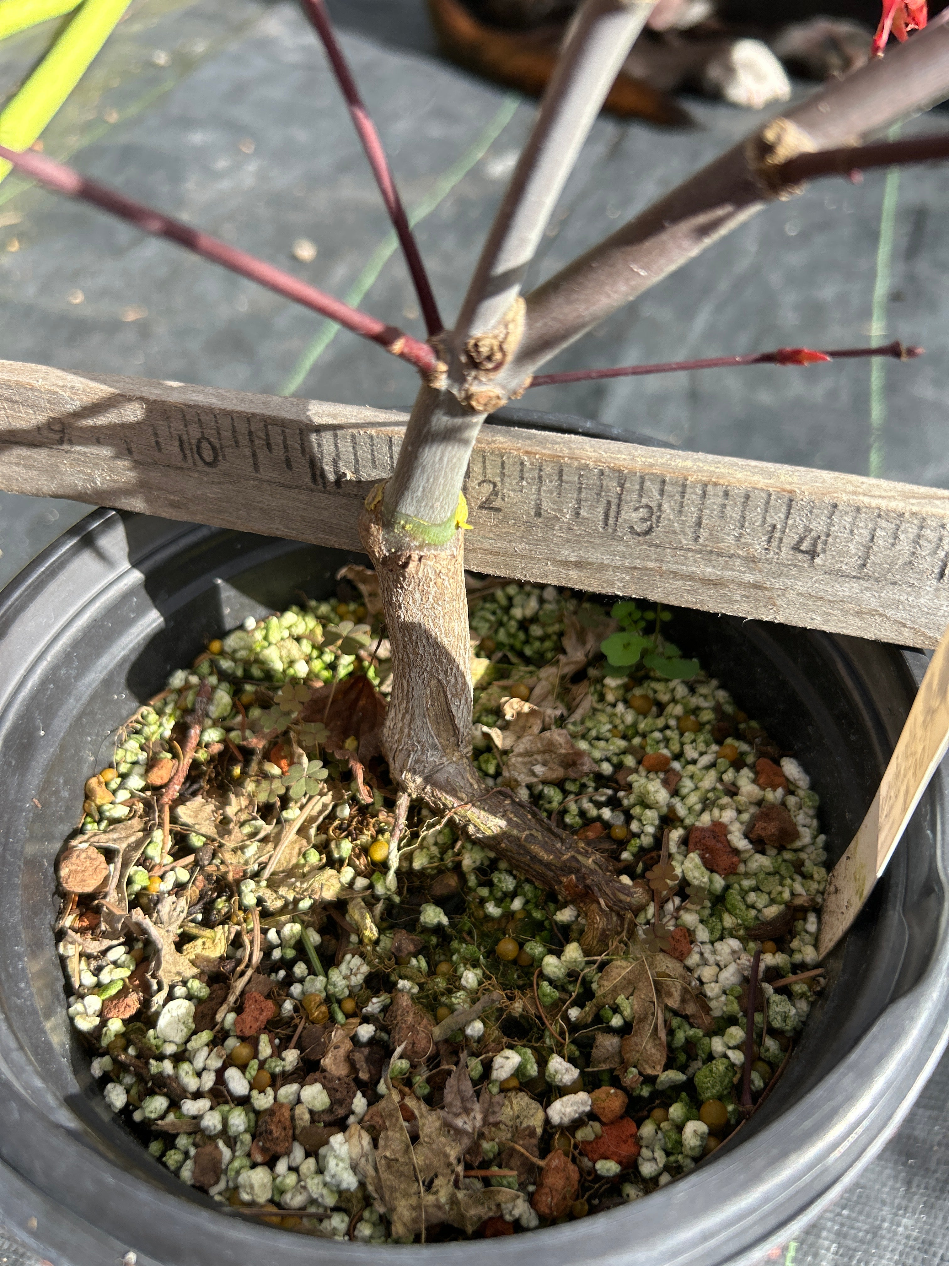 Kaleidoscope Pre-Bonsai 3 Year (#910)