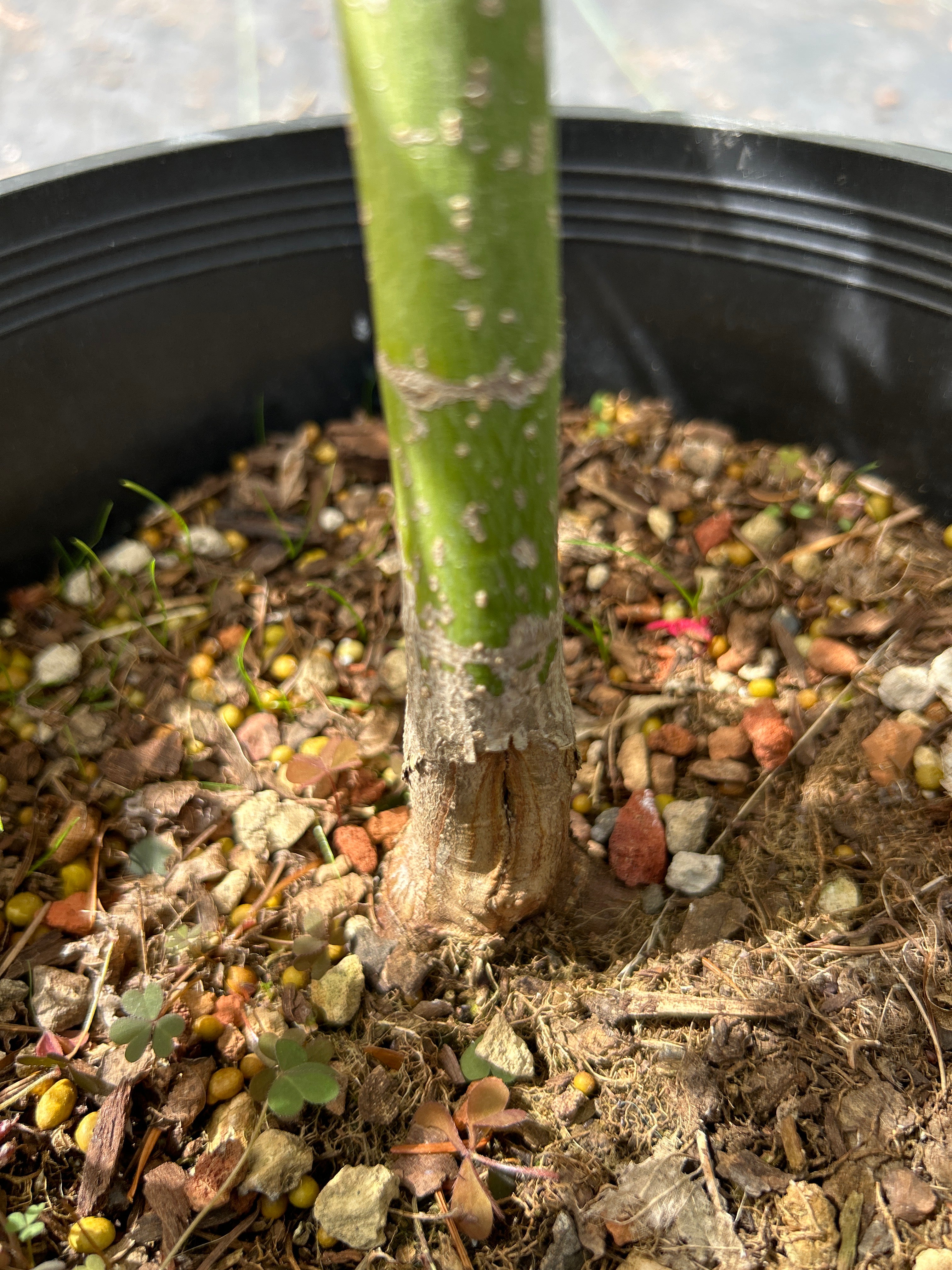 Kaleidoscope Pre Bonsai 2 gallon