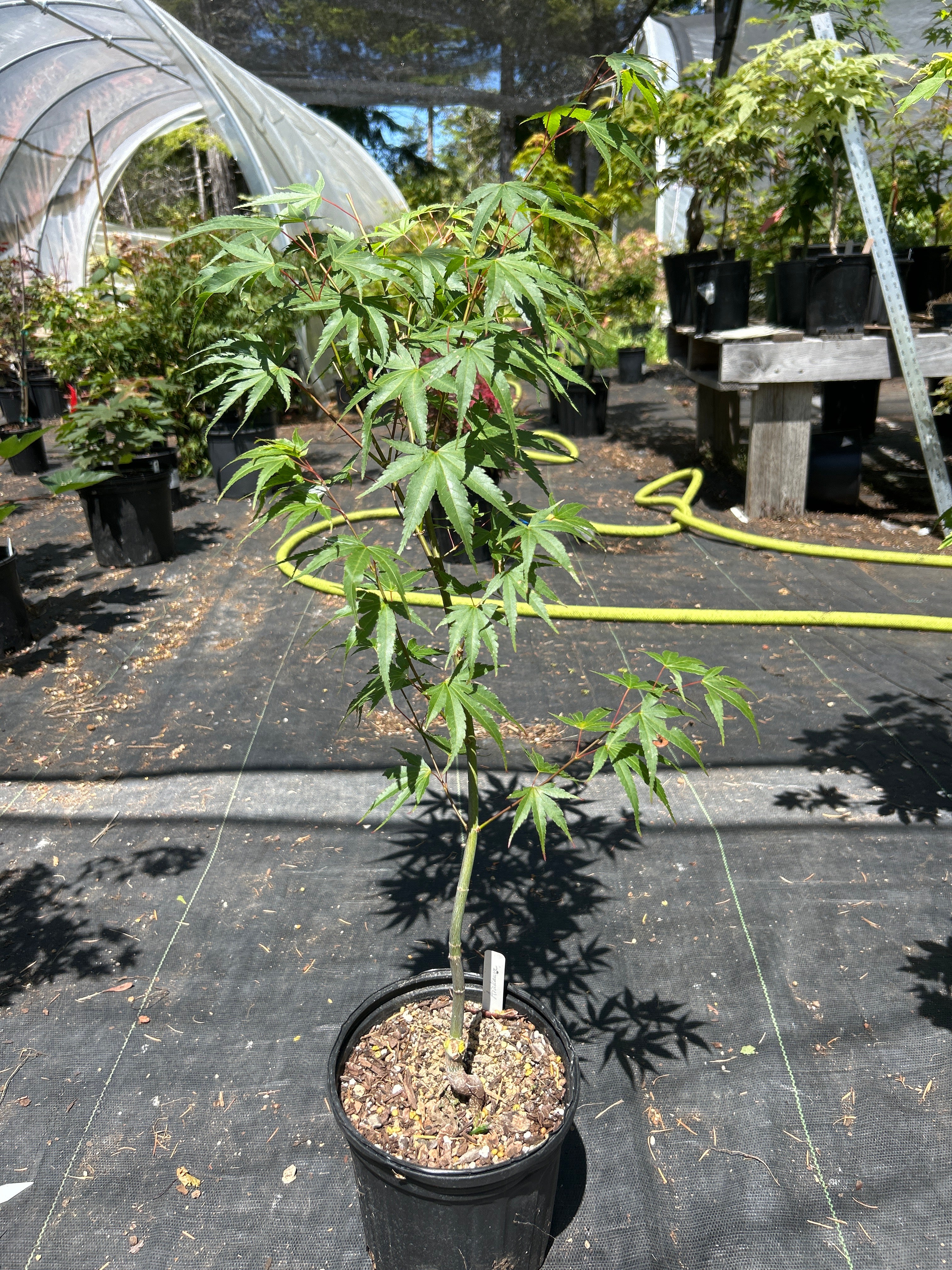 Arakawa Rough Bark Maple - Pre-Bonsai 2 year (#62)