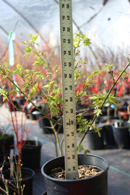Aoba jo 2-3 Year Pre Bonsai (#815)
