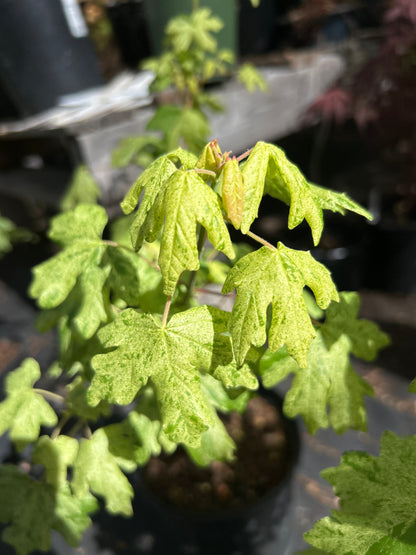 Acer campestre Pulverulantum
