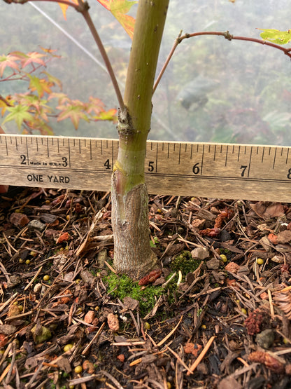 Sango Kaku (Coral Bark) 3-4 Yr Pre-Bonsai (#756)