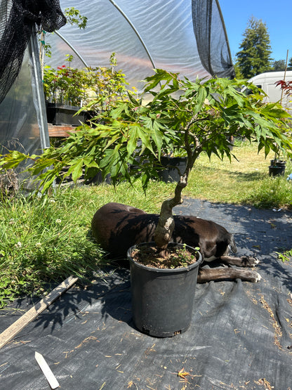 Nishiki Momiji Pre Bonsai 7 yr plant (#70)