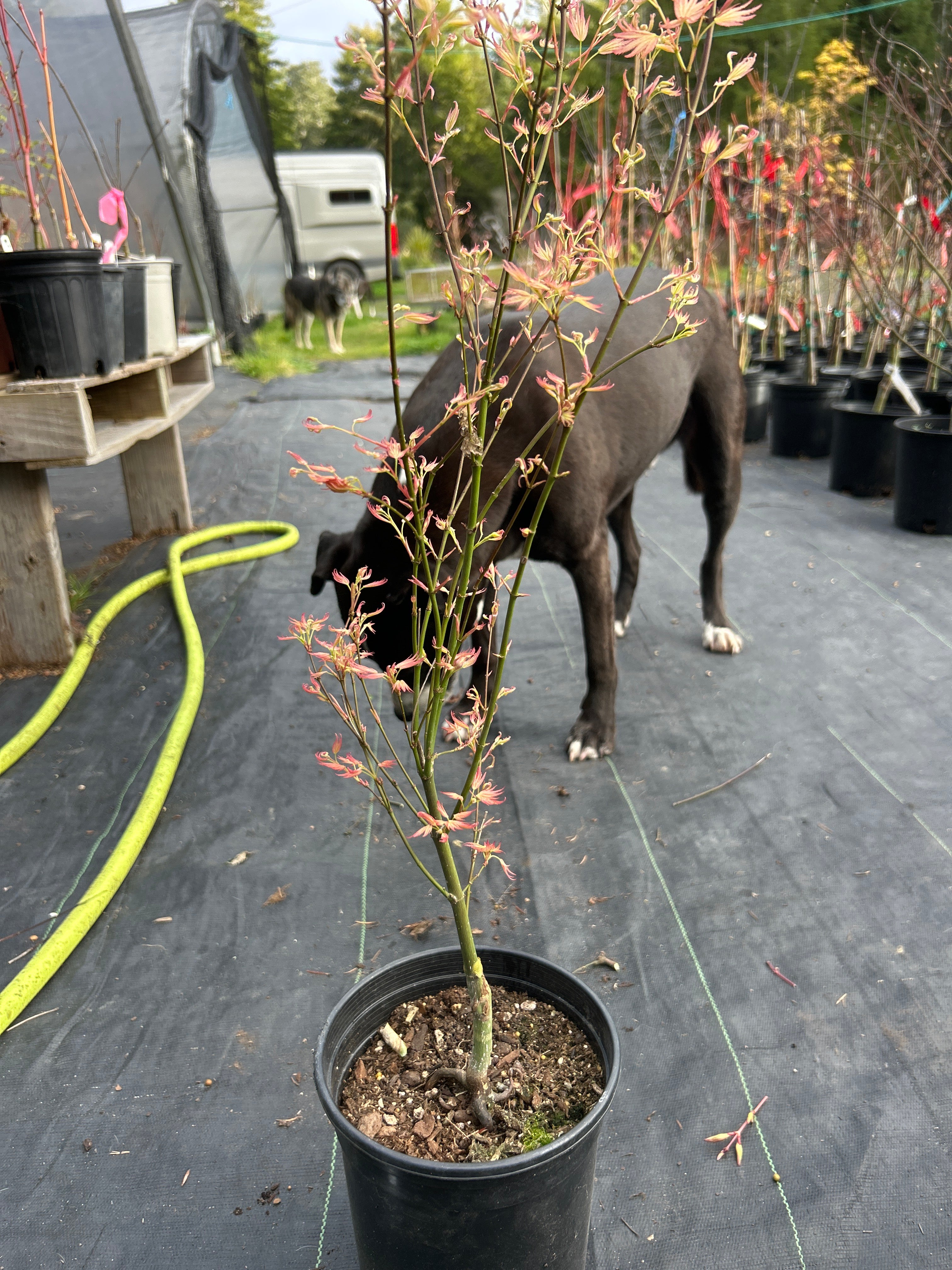 Wilson’s Pink Dwarf pre bonsai 2 year (#917)
