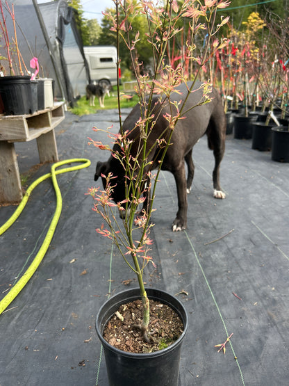 Wilson’s Pink Dwarf pre bonsai 2 year (#917)