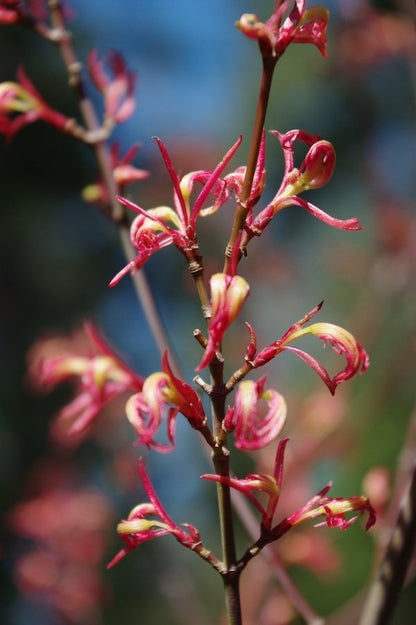 Wilsons Pink Dwarf - 2