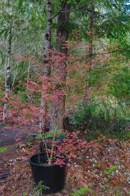 Wilsons Pink Dwarf - 4