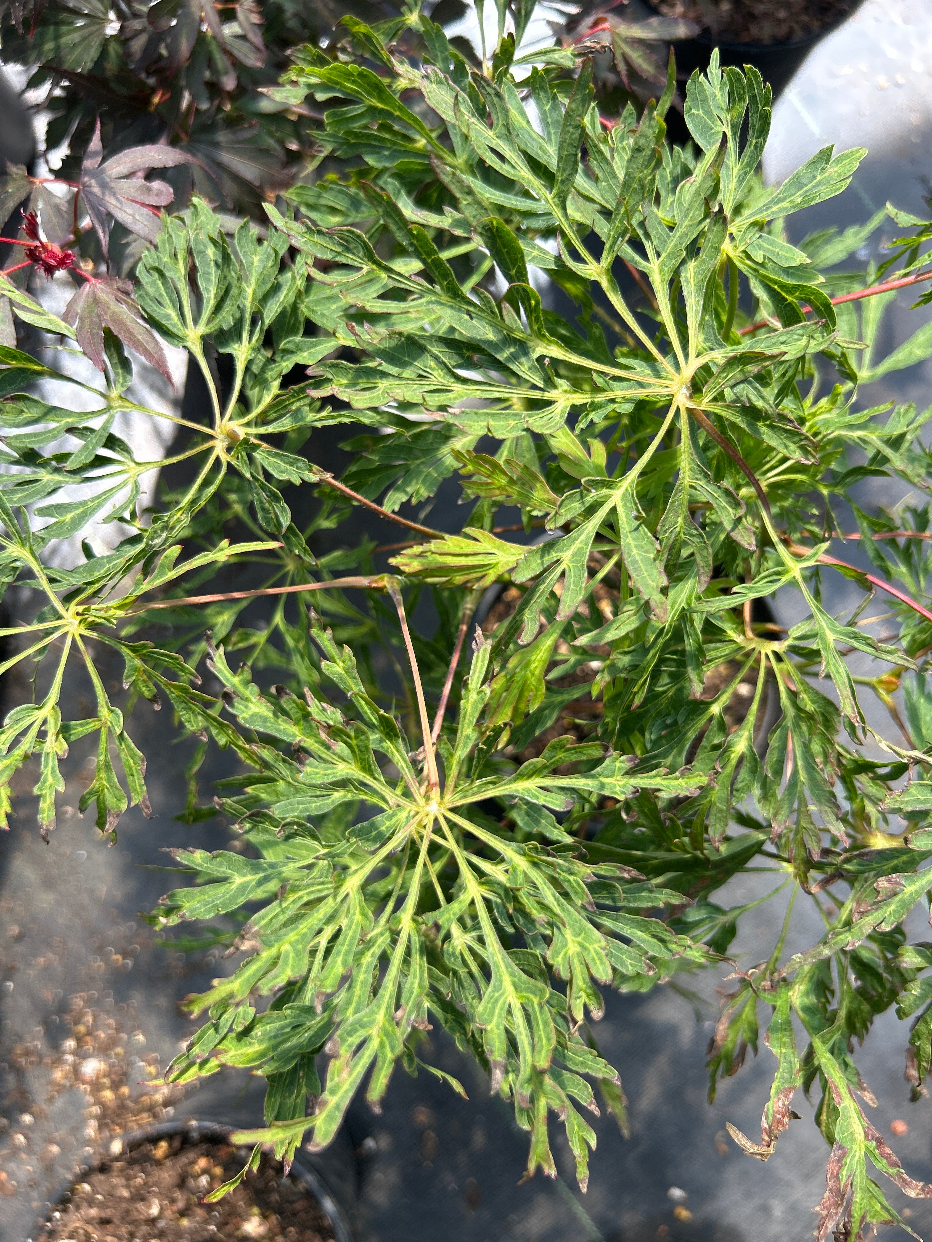 A. Japonicum Fairy Lights