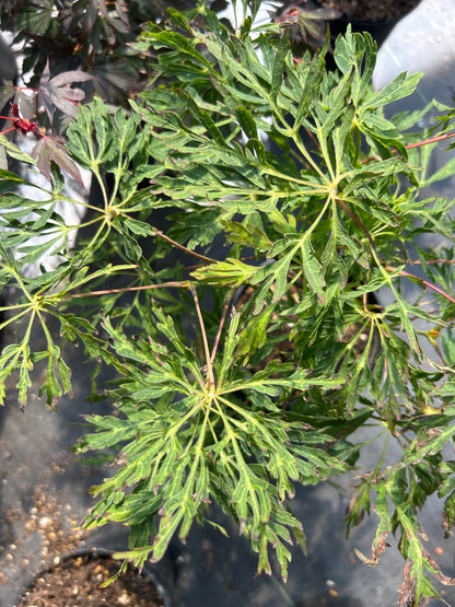 A. Japonicum Fairy Lights
