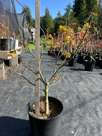 Murasaki Kiyhome Pre Bonsai 4-5 yr (#929)