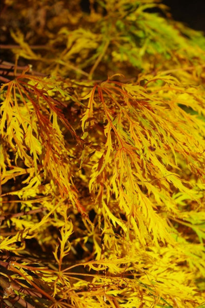Lemon Lime Lace -2
