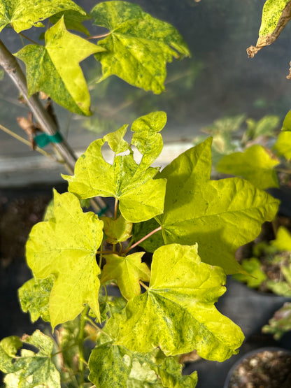 Acer pictum Naguri nishiki