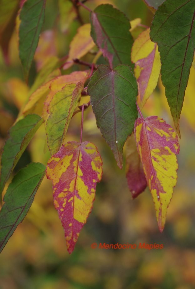Acer crataegifolium Veitchii -3