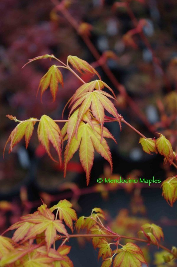 Katsura